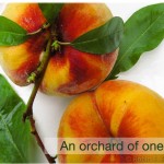 Autumn Peaches – An orchard of one