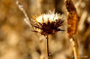 Golden Dried Thistle