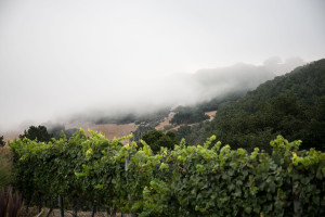 Holman Ranch Vineyard with Fog