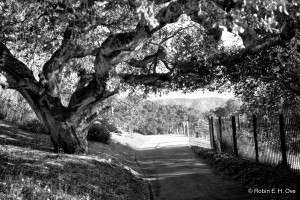 Holman Ranch, Oaktree and path to vineyard.