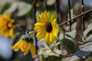 Sunflowers © Robin E. H. Ove All rights reserved